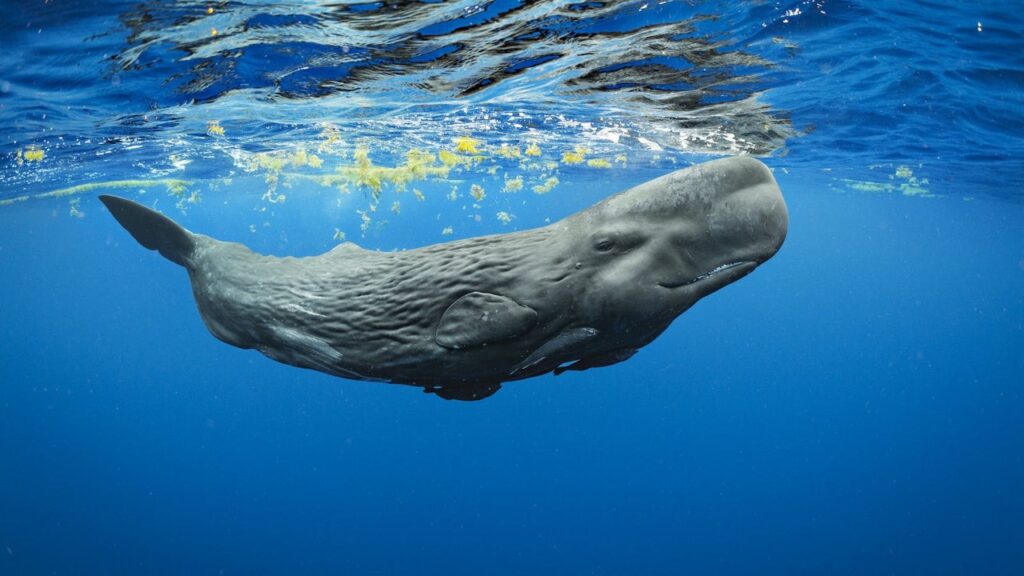 spermwhale