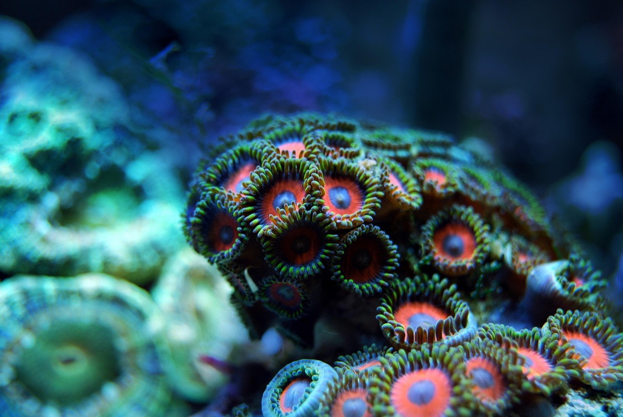 Rounded coral on focus with red concentric circles.