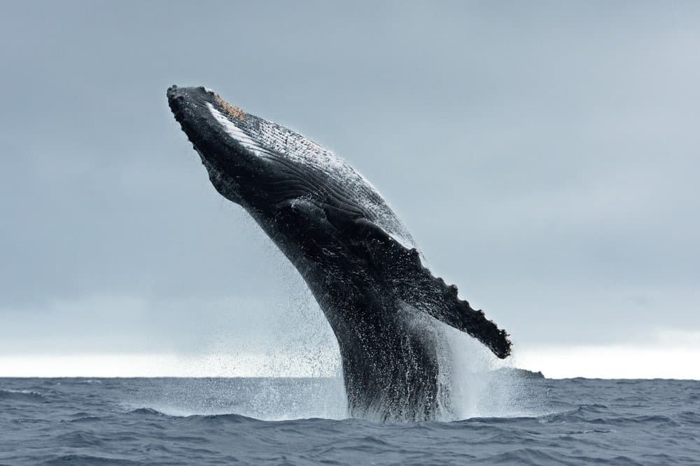 Humback Whale flipping out of the water.
