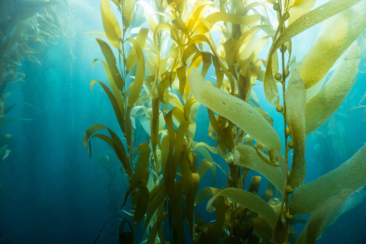 Dense seaweed forests being hit by the light