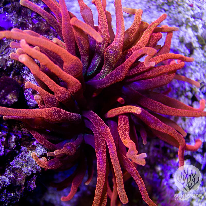 February 2026 - SunnySideCoral - Sunburst Coral bursting from its center.